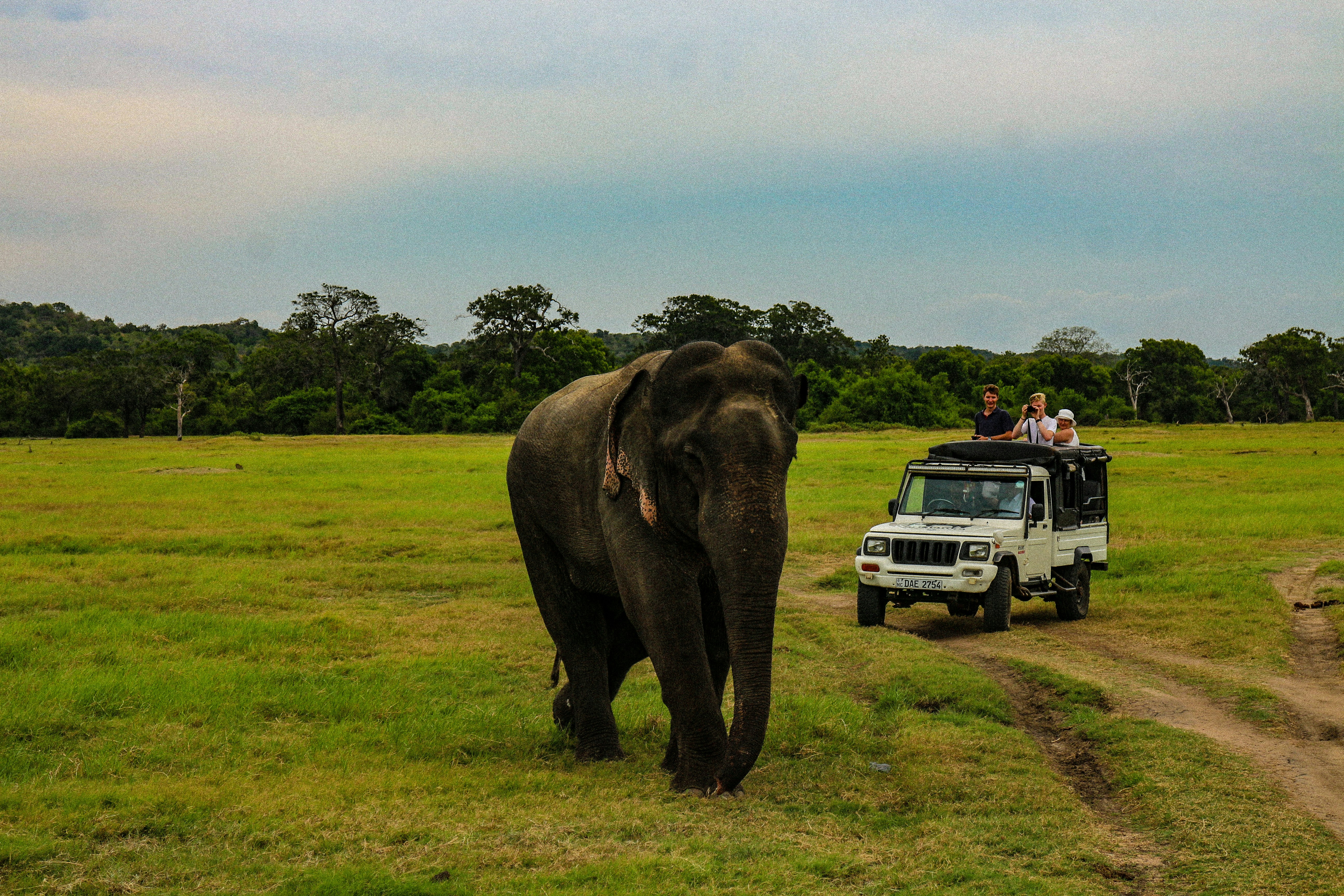  Wild Encounters in Sri Lanka.