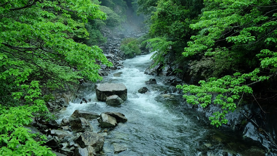 Yakushima — Ancient Cedar Forest