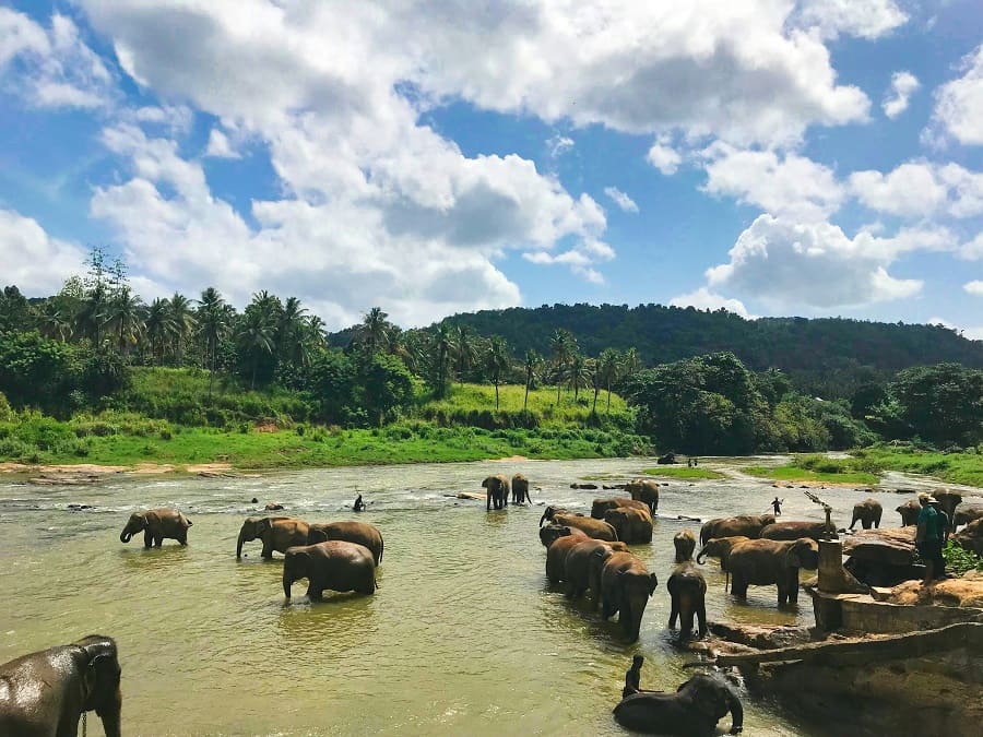 Ethical Elephant Sanctuary