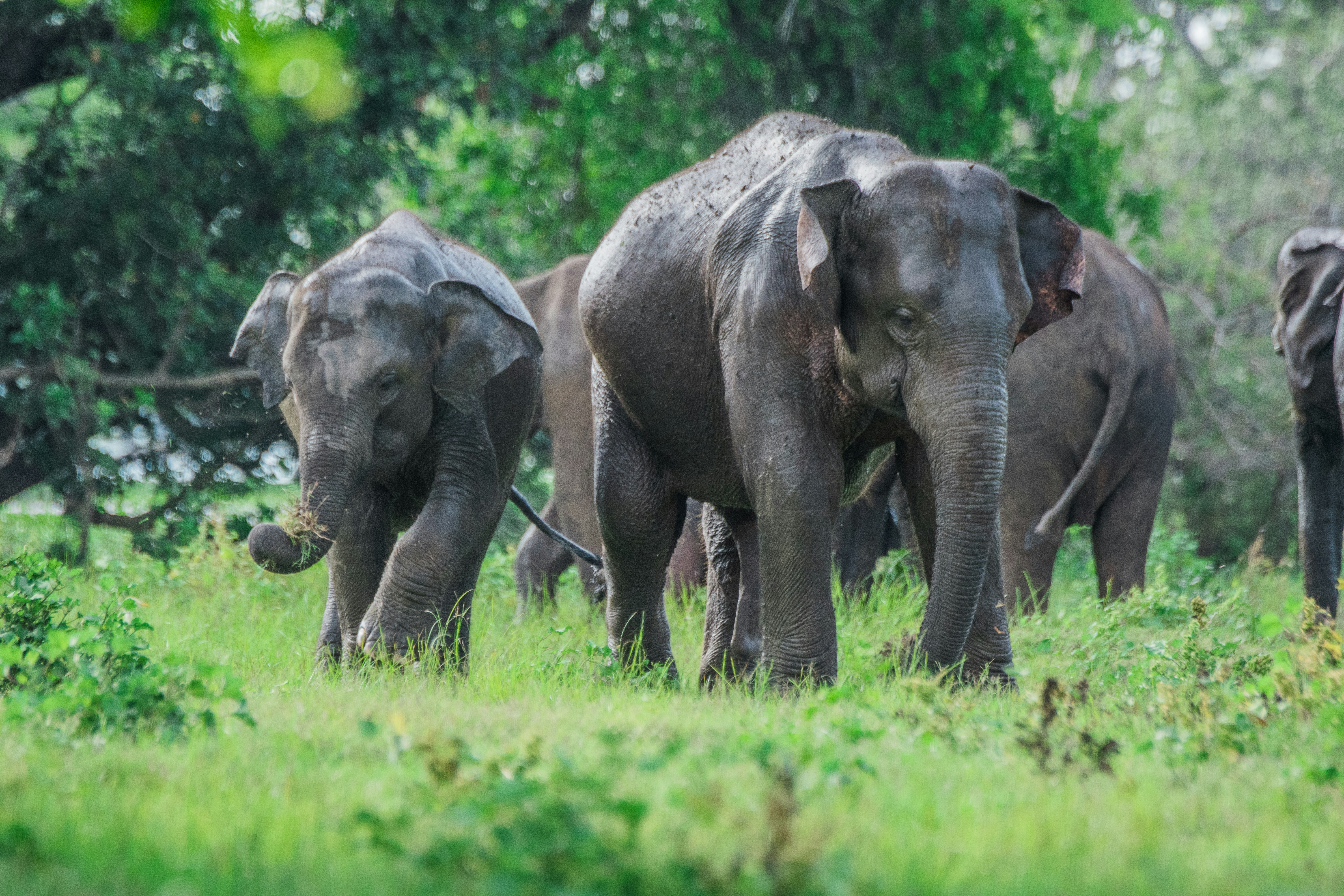 Minneriya — Elephant Gathering