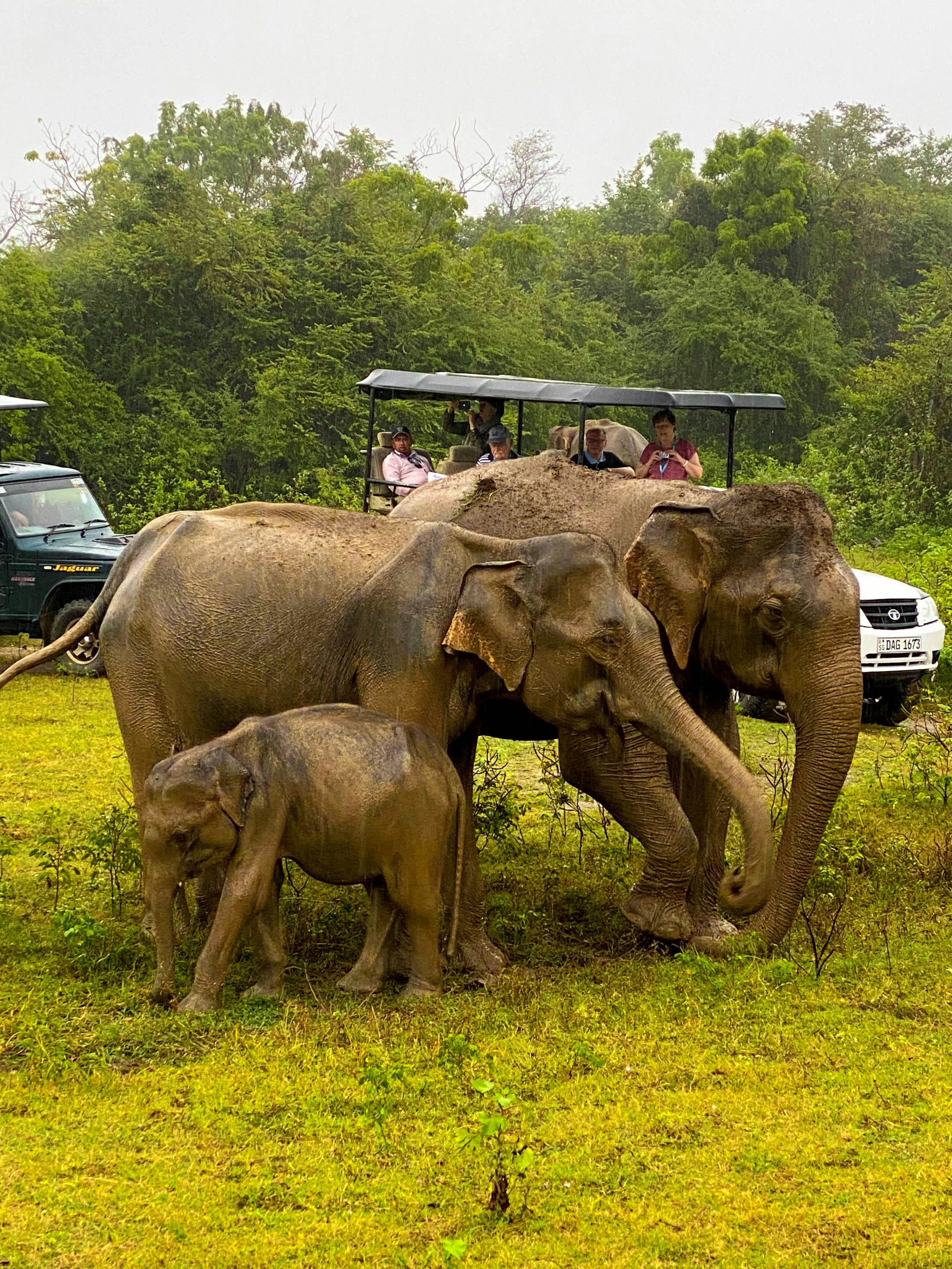 Udawalawe — Elephant Herds