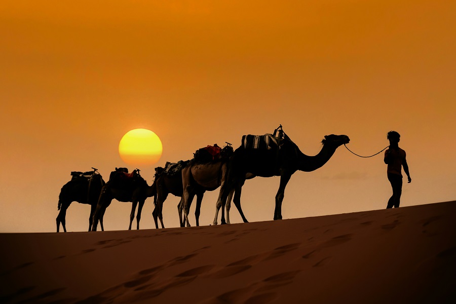 Thar Desert — Camel Safari