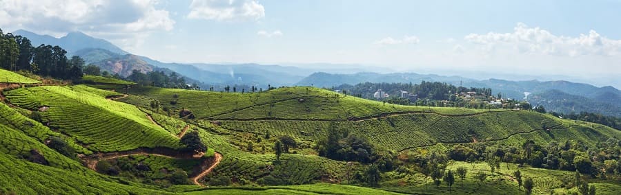 Munnar — Tea Estates