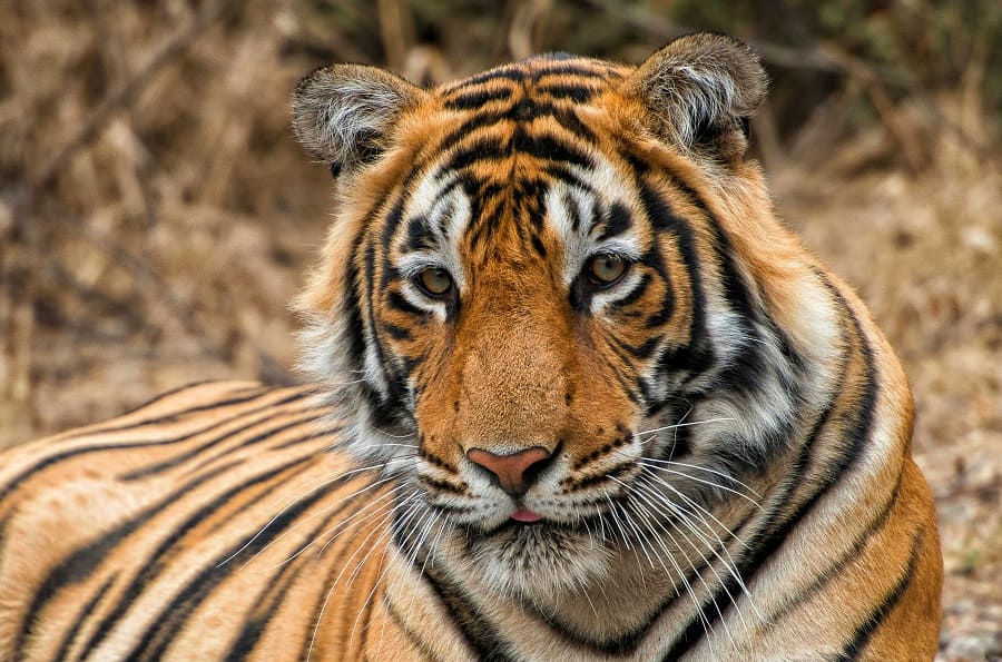 Ranthambore — Bengal Tiger