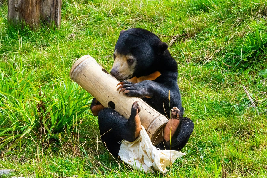 Sun Bear Centre