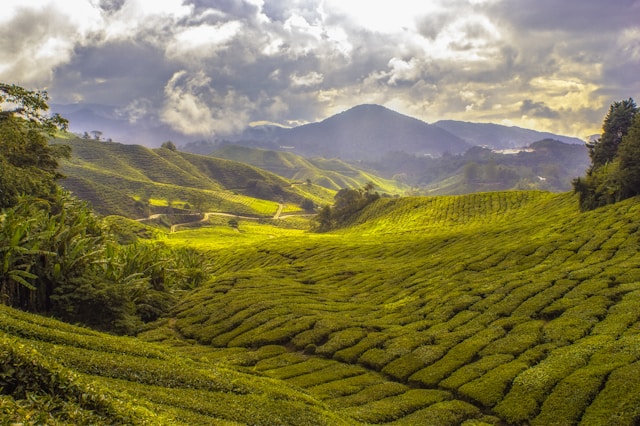 Scenic 14 Days Malaysia Tour
